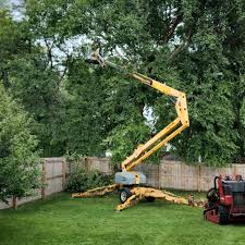 Best Commercial Tree Services  in Morgantown, WV