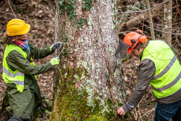 Best Tree Health Inspection  in Morgantown, WV