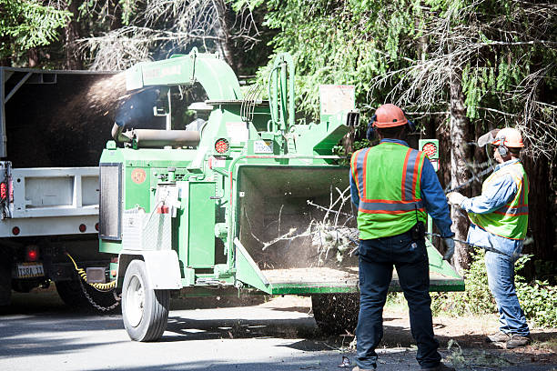 Best Firewood Processing and Delivery  in Morgantown, WV